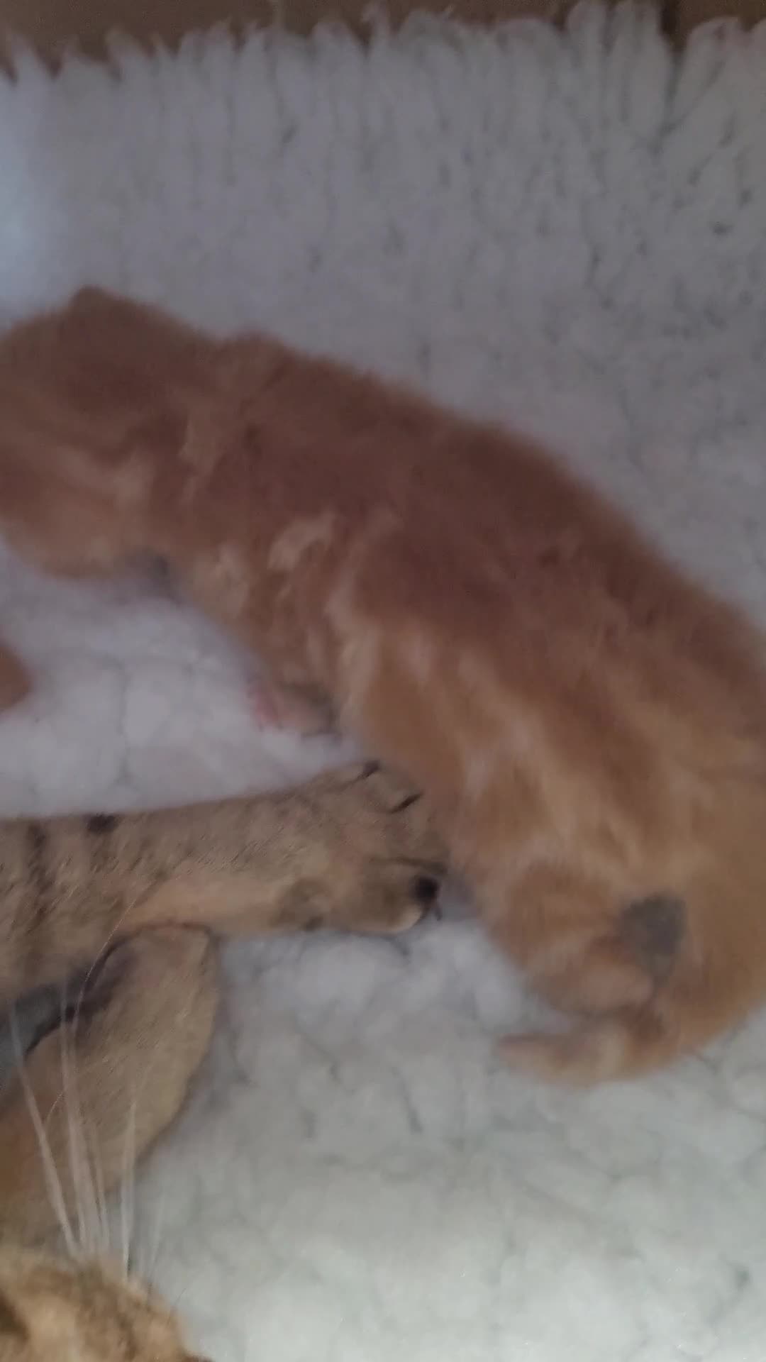 British Shorthair cats for sale: 3 stunning bsh kittens  - Video 1