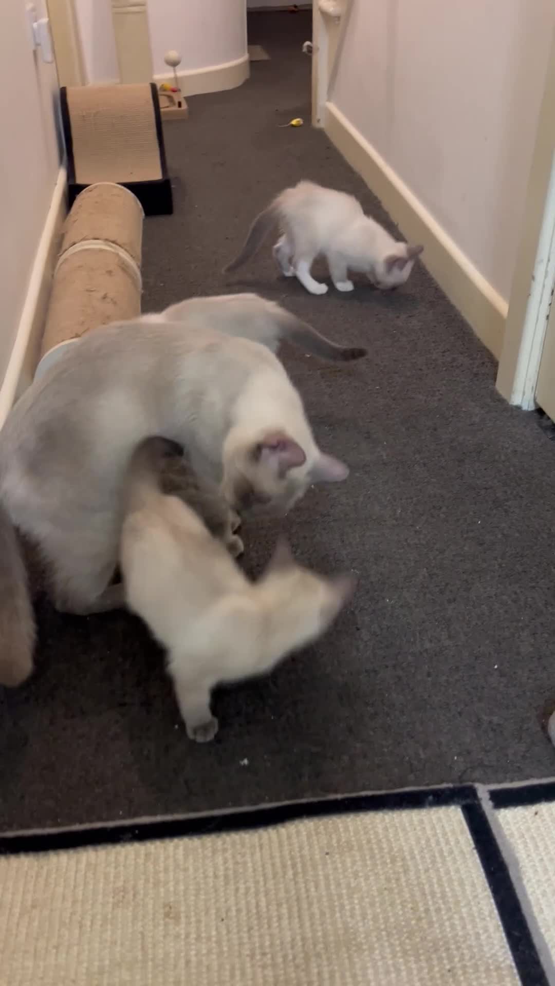 Ragdoll cats for sale: Adorable kittens Ragdoll for sale  - Video 2