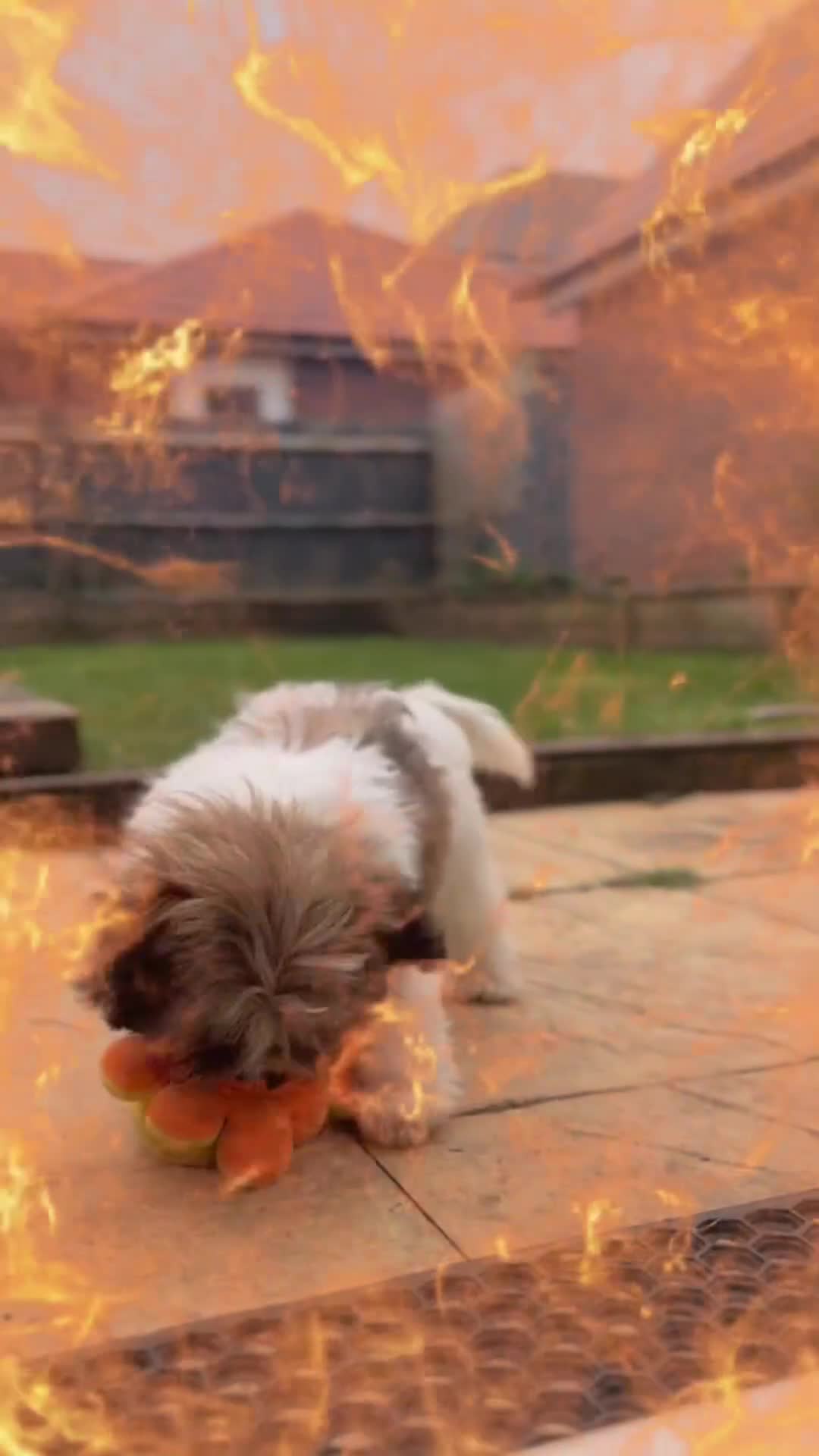 Zuchon dogs for sale: Bichon Frise ** hih Tzu girl, born on 8th Nov 2024 - Video 1