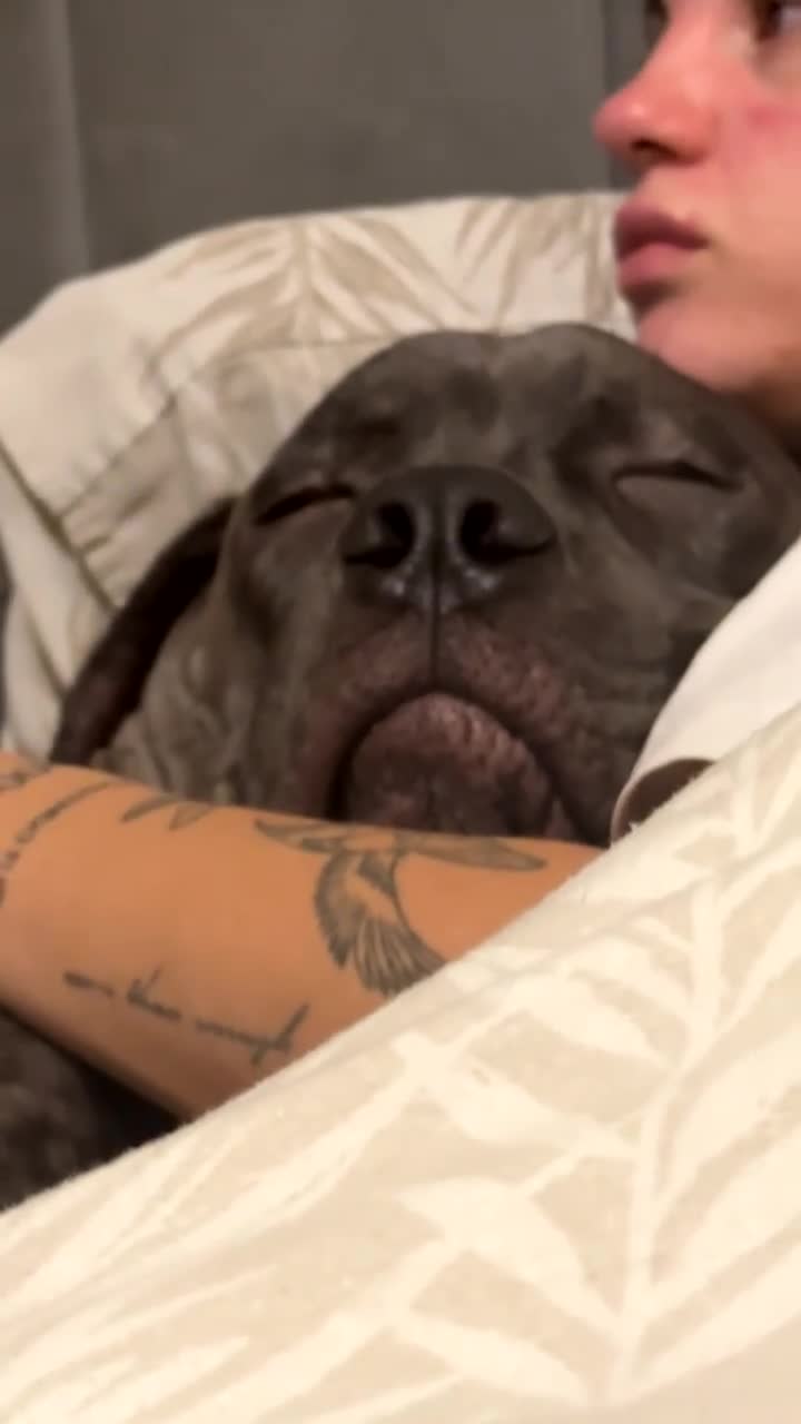 Mixed Breed dogs for sale: Cane Corso x Great Dane  - Video 1