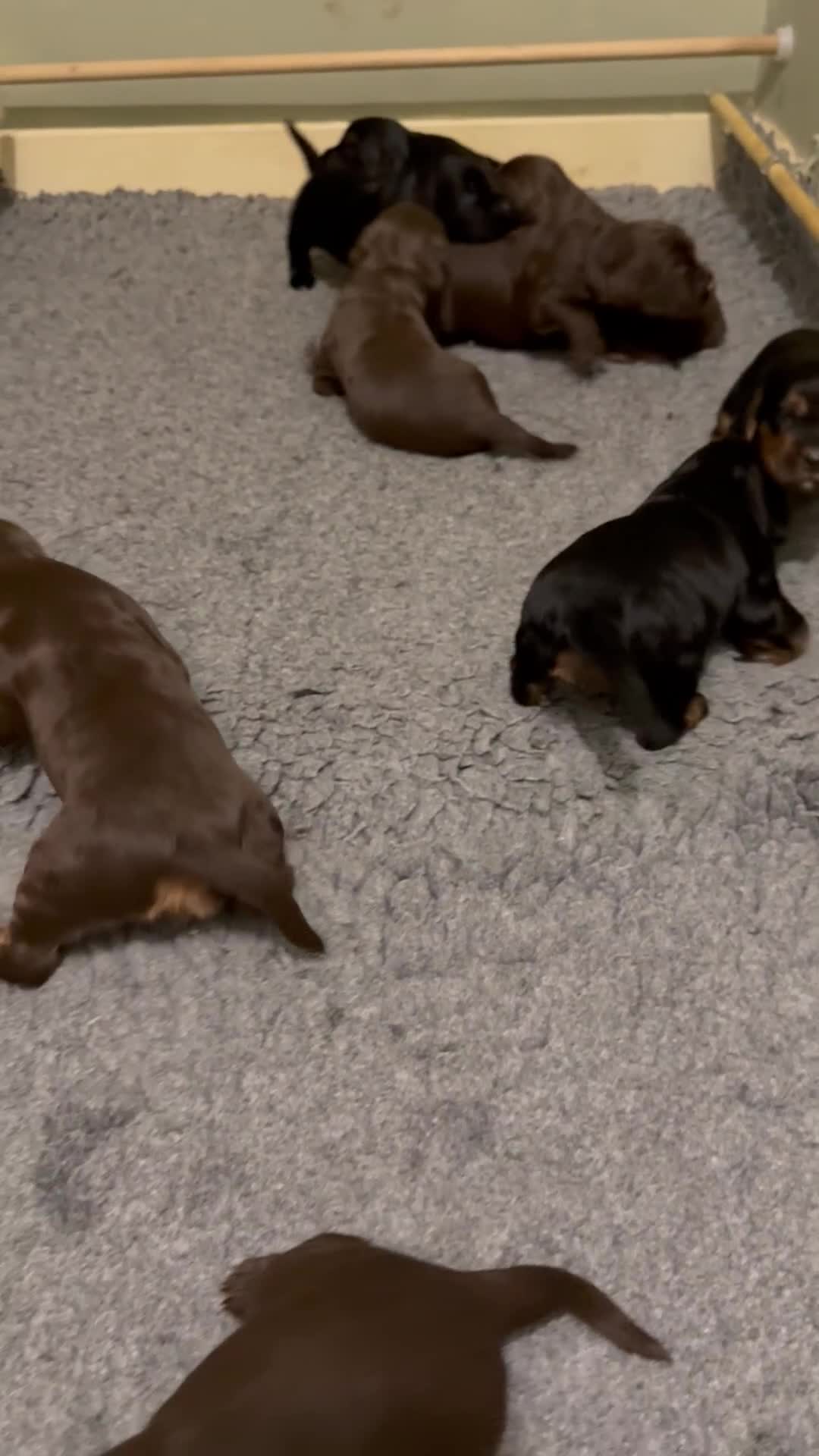 Sprocker dogs for sale: Beautiful Sprocker puppies  - Video 1
