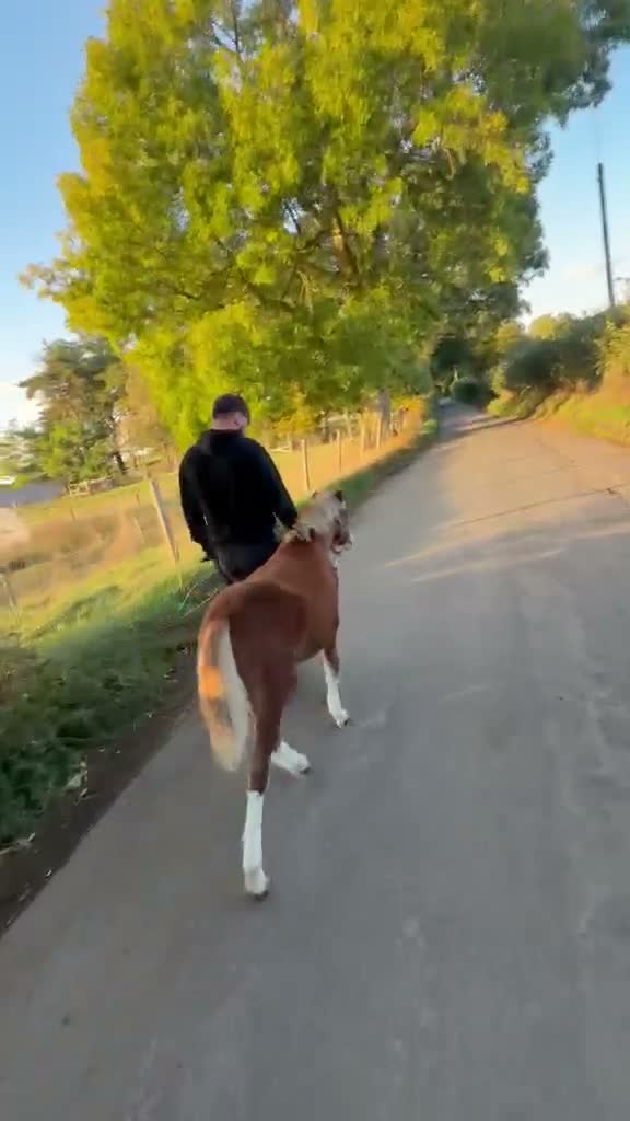 Welsh Section A horses for sale: Section A colt foal  - Video 2