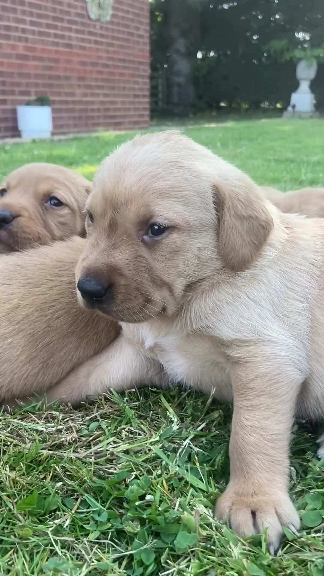 Labrador Retriever dogs for sale: Fox Red Labrador puppies with working lines in Horsham - Video 2