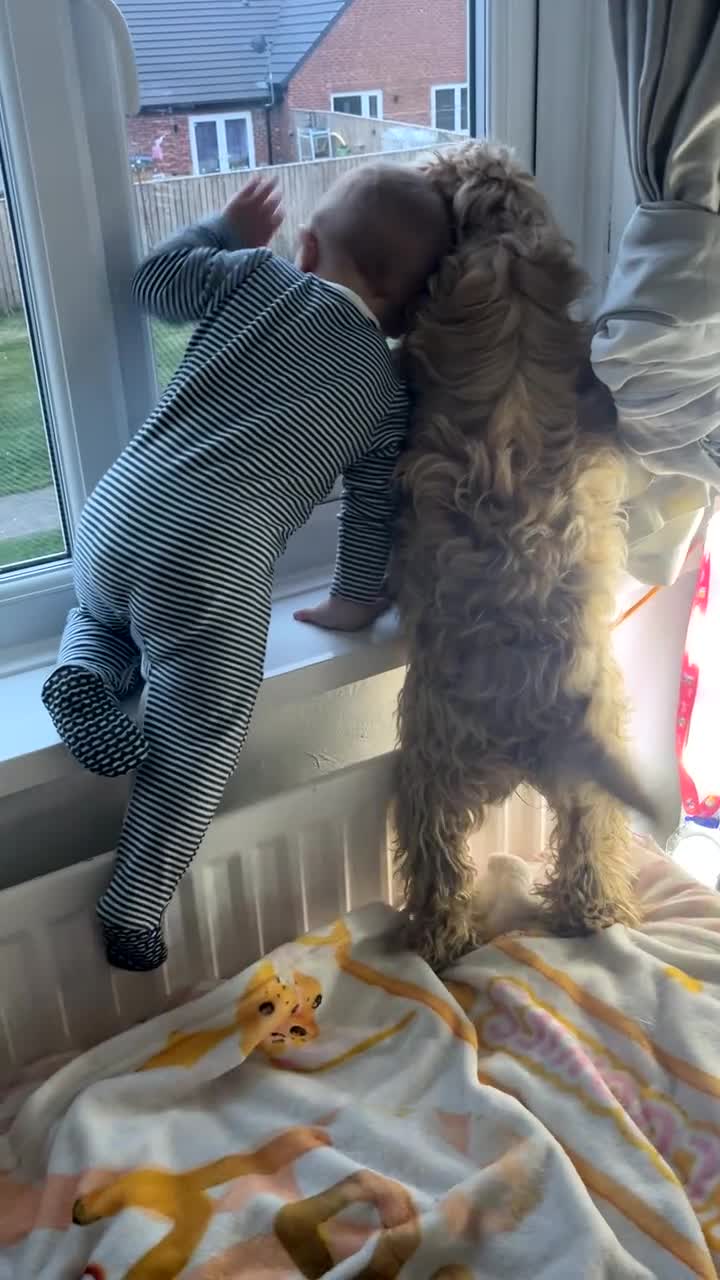 Cavapoo dogs for sale: Female cavapoo in Bishop Auckland - Video 1