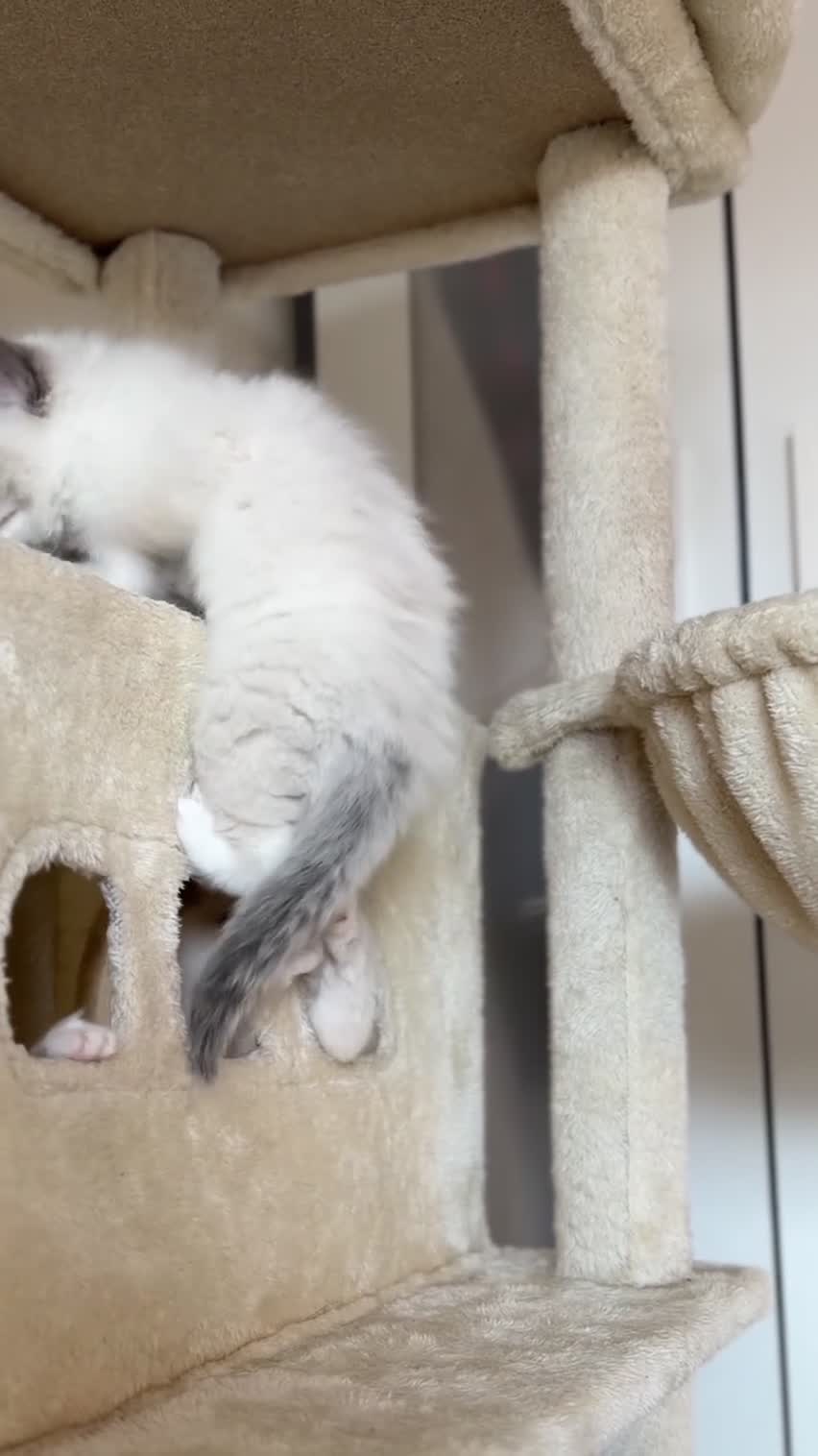 Ragdoll cats for sale: Exceptional quality ragdolls  - Video 1