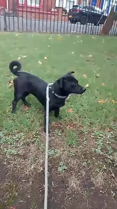 Mixed Breed dogs for adoption: Sweet but Shy Kuro Seeks Male-Only Home & Dog Pal - Video 1
