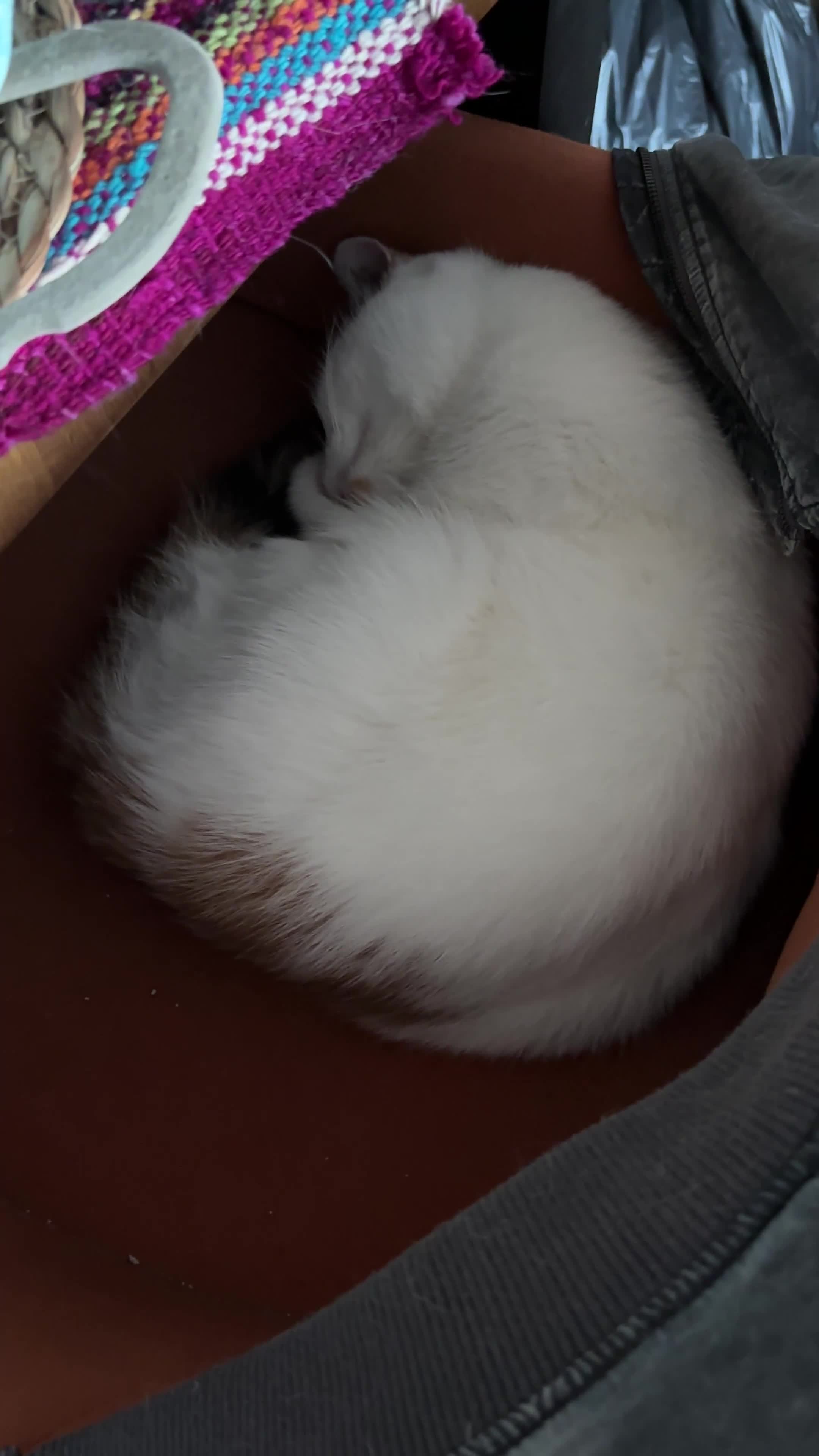 Mixed Breed cats for sale: Our lovely Minnie - FREE - Video 2