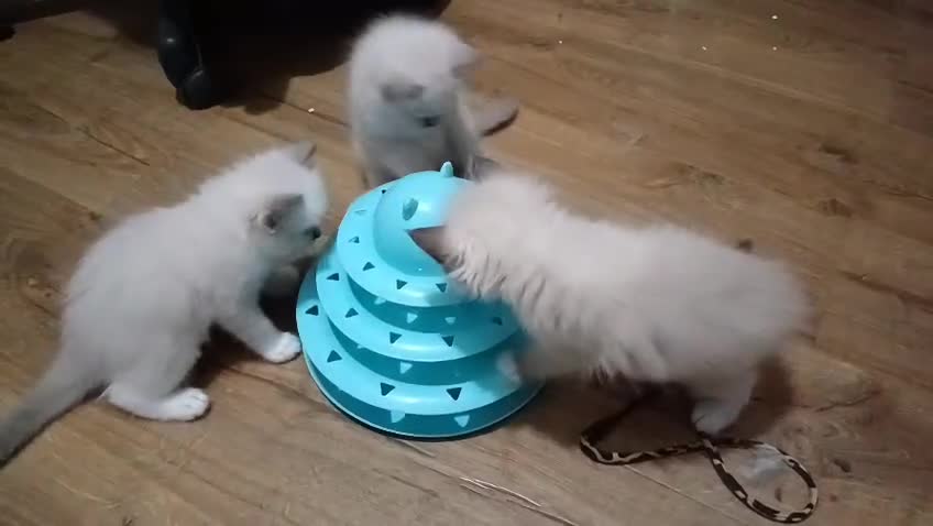 Ragdoll cats for sale: Ragdoll kittens - loving, playful, dog confident - Video 2