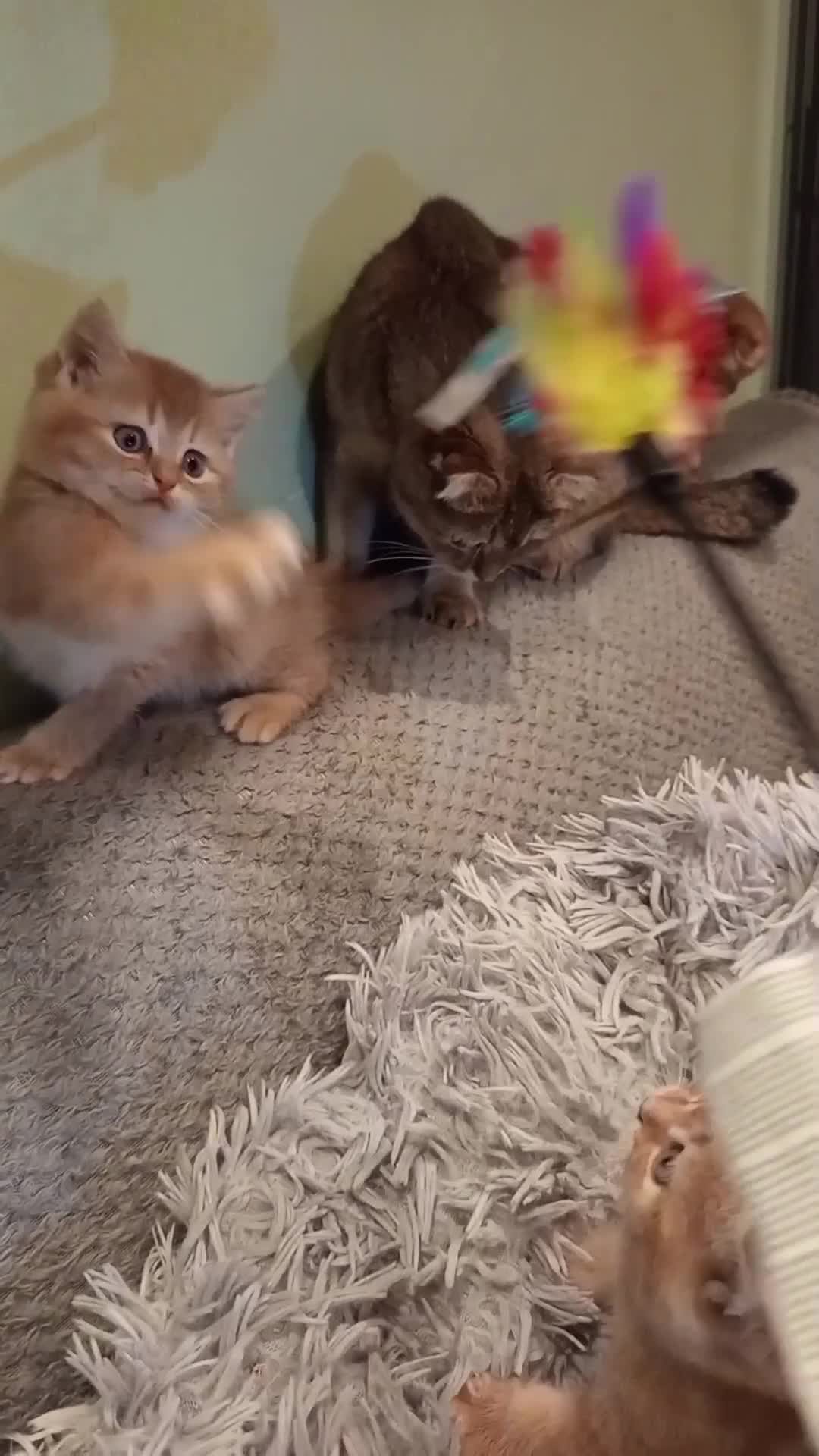 Scottish Fold cats for sale: One boy and 3 girls Scottish fold and straight  - Video 2