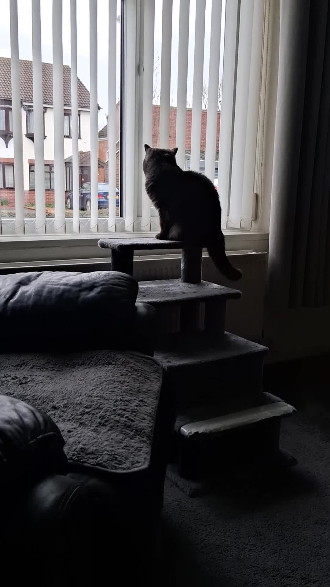 Exotic cats for sale: Exotic spayed female house cat - Video 1