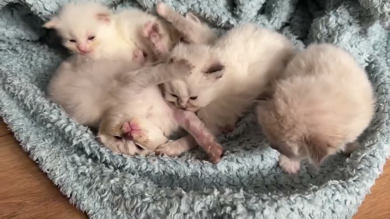 Mixed Breed cats for sale: Scottish Fold/Ragdoll in Colchester - Video 1