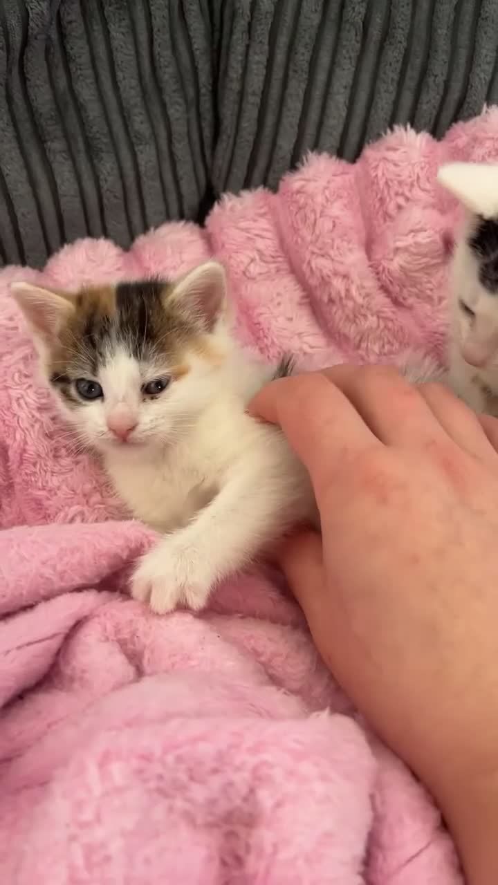 Mixed Breed cats for sale: 2 kittens for sale  - Video 1