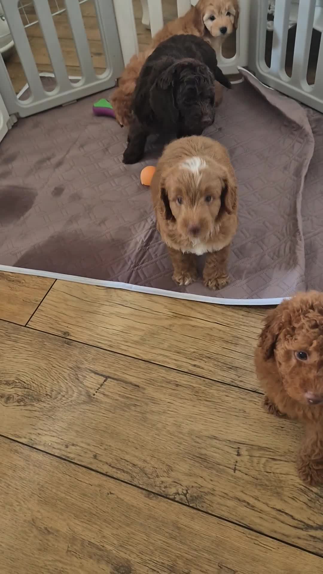 Cockapoo dogs for sale: Stunning F1B cockpoo puppy's  - Video 1
