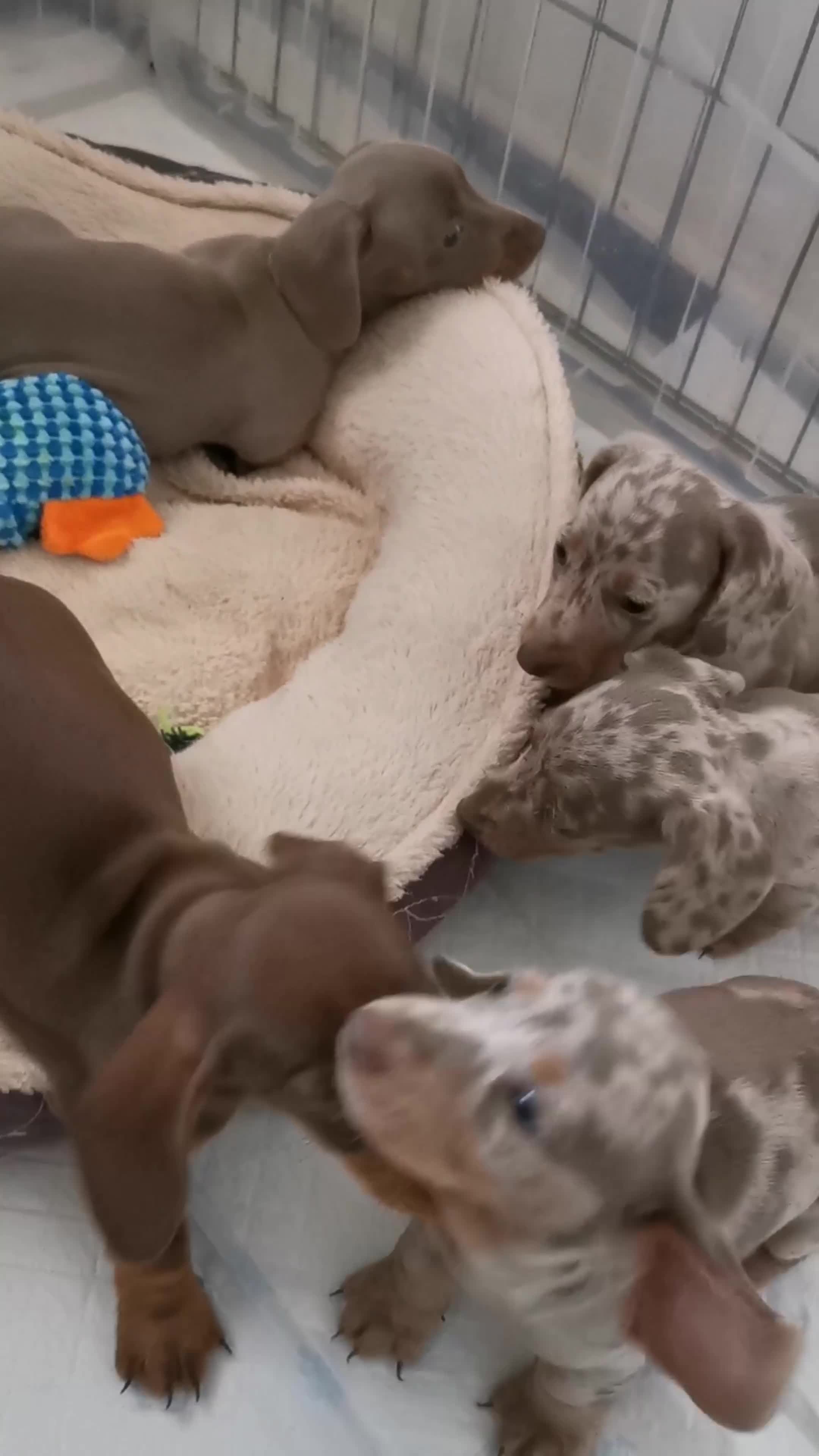 Dachshund dogs for sale: KC miniature smooth haired DNA tested dachshunds  - Video 1