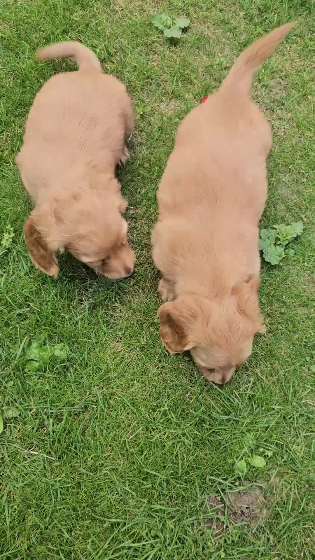 Dachshund dogs for sale: Dachshund miniature long hair  - Video 1