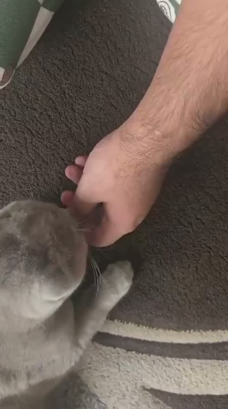British Shorthair cats for sale: GCCF PEDIGREE LILAC BRITISH SHORTHAIR LILY🐾💜 1yr - Video 1