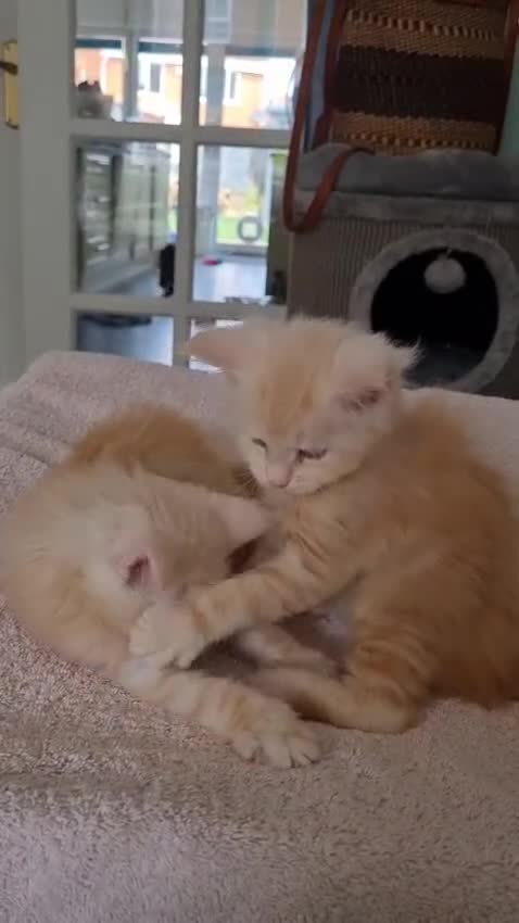 Maine Coon cats for sale: 2 Stunning Cream Pedigree Mainecoons Available  - Video 3