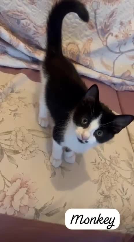 Mixed Breed cats for adoption: Rescue Brothers 6 months need forever home - Video 2