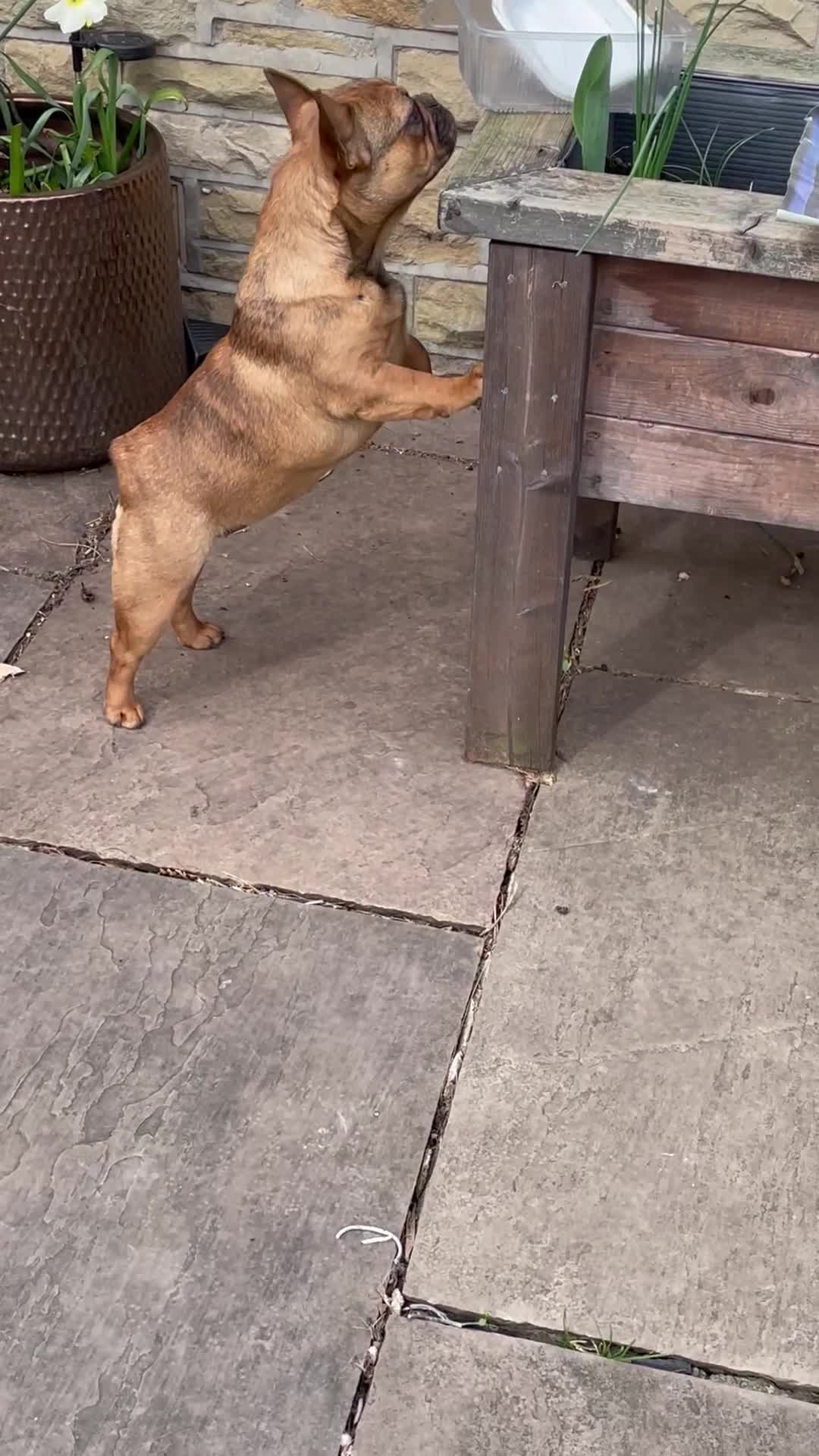 French Bulldog dogs for sale: KC HEALTH TESTED FRENCH BULLDOGS SPAYED GIRLS  - Video 2