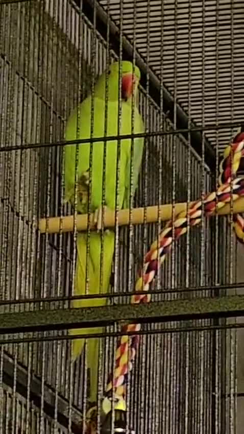 Ringnecks birds for sale: Ringneck parrot - Video 2