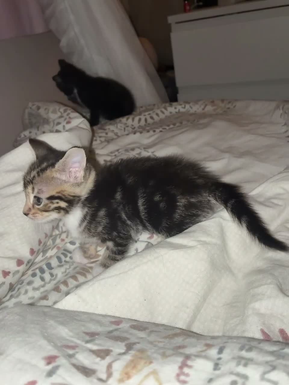 Mixed Breed cats for sale: Three kittens ready for rehoming  - Video 1