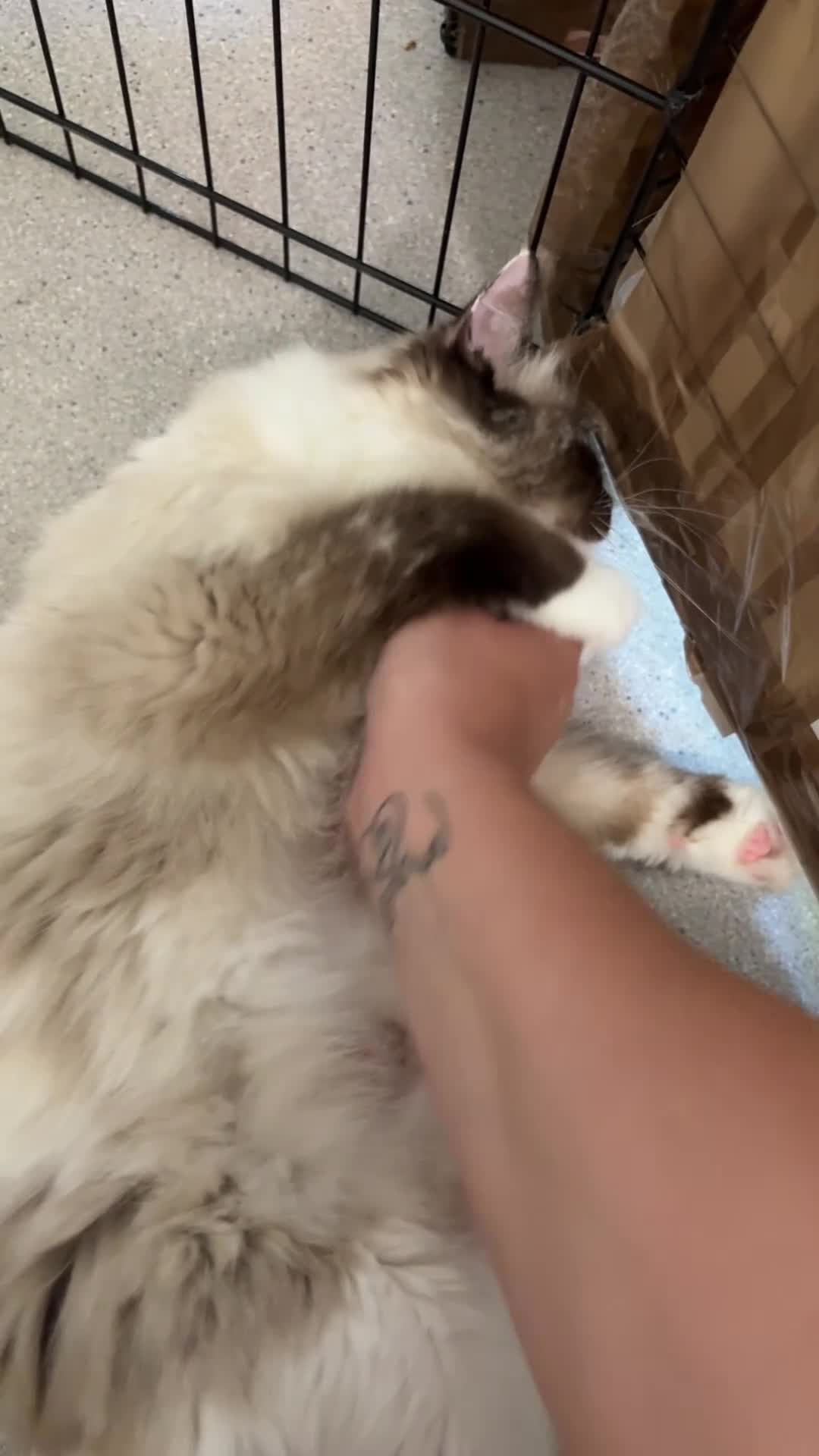Ragdoll cats for sale: Beautiful ragdoll kittens  - Video 1