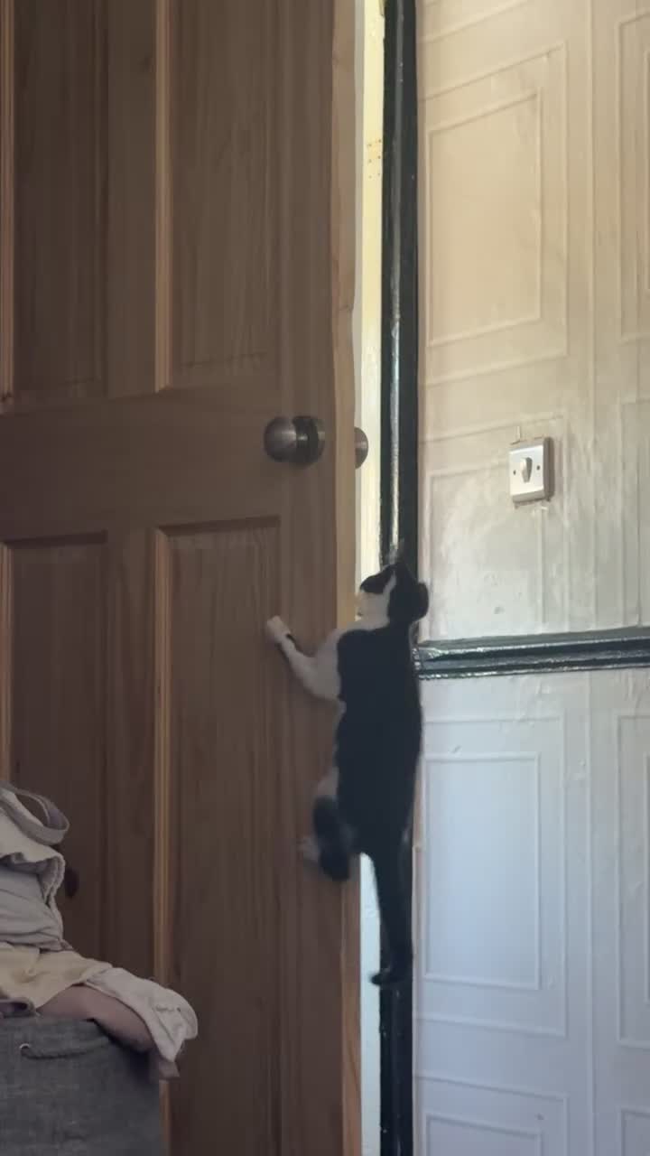 Mixed Breed cats for sale: Tortie & Black and White kittens!  in York - Video 2