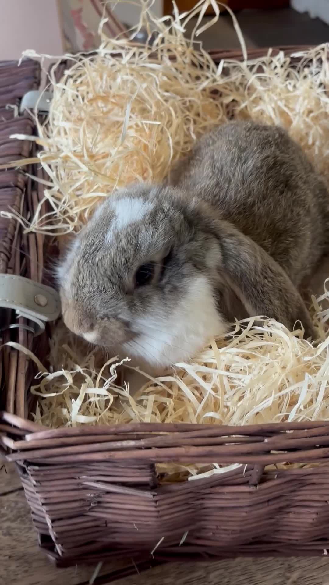 French Lop rabbits for sale: Beautiful baby giant lops - Video 2