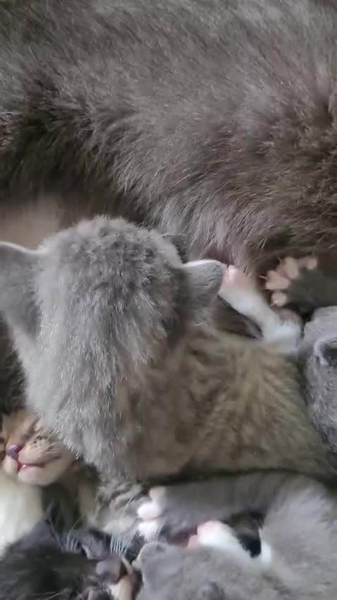 Mixed Breed cats for sale: Beautiful kittens  - Video 1