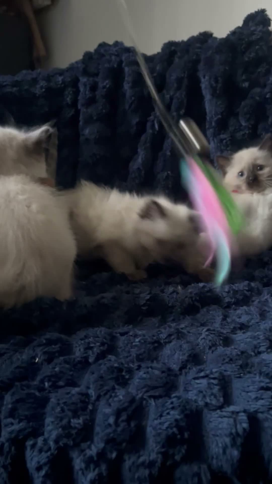 Ragdoll cats for sale: 3 beautiful Ragdoll boys looking for loving home💙 - Video 4