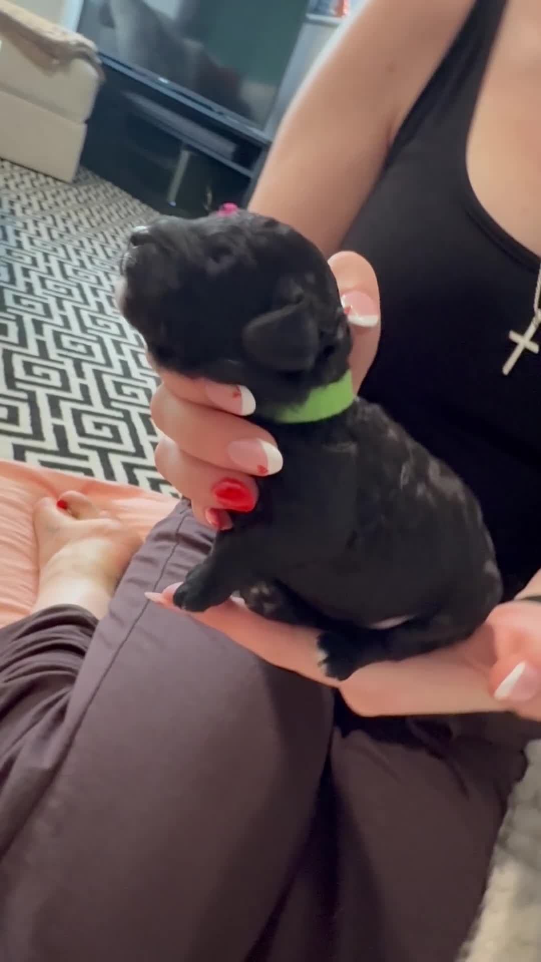 Cavapoo dogs for sale: LAST TWO BOYS AVAILABLE  - Video 1