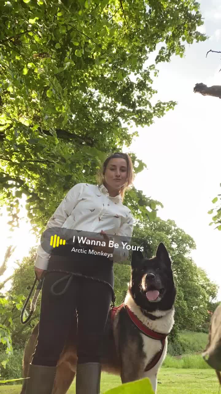Akita dogs for sale: Dutch  - Video 2
