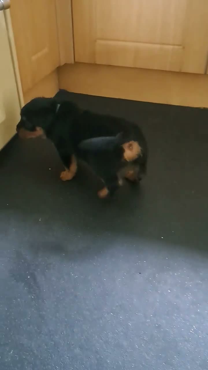 Rottweiler dogs for sale: 1 girl and 2 boy rottweiler  in Falmouth - Video 3