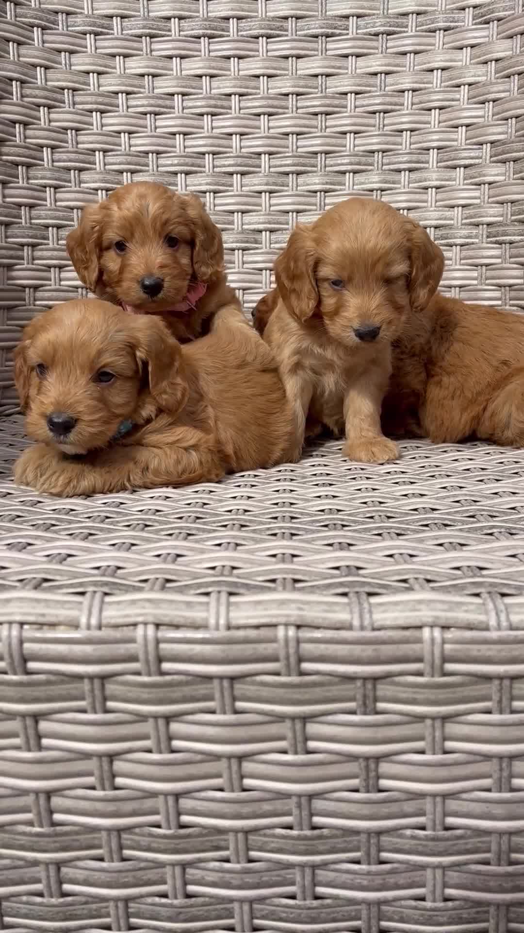 Cockapoo dogs for sale: 😍😍 F1 cockapoo puppies 😍😍 - Video 1
