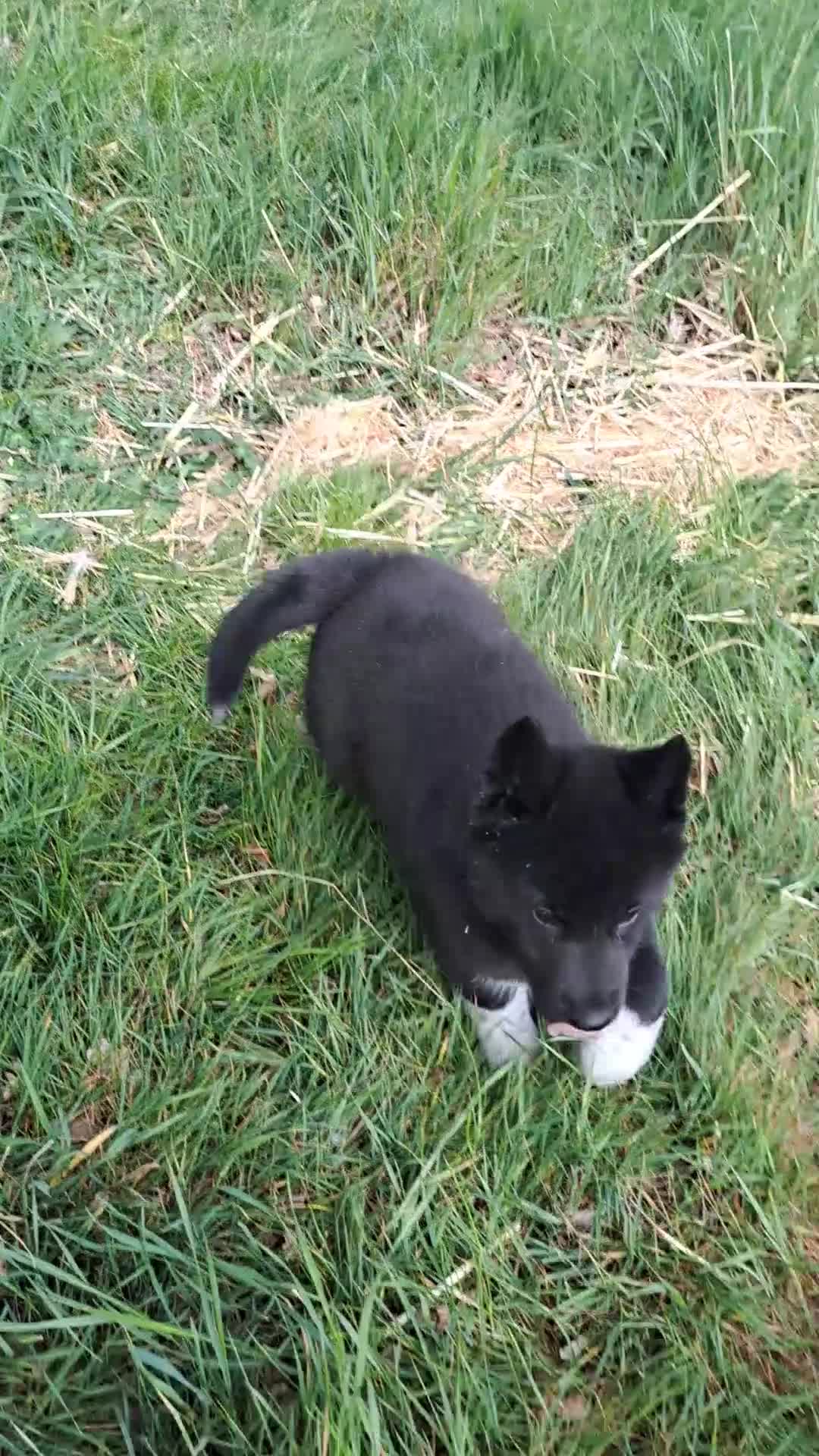 Siberian Husky dogs for sale: Unique Siberian Husky puppies - Video 1