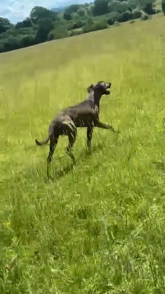 Mixed Breed dogs for sale: Saluki whippet bull greyhound  - Video 1