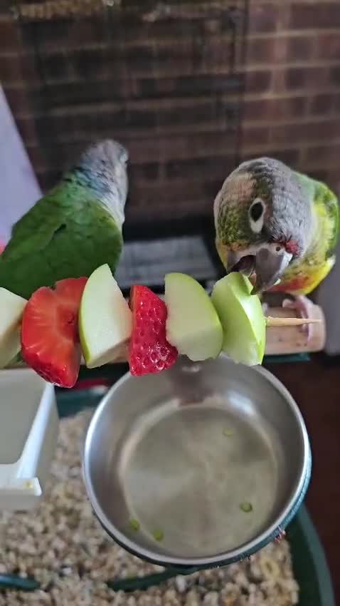 Conures birds for sale: Ricky & Cleo - Video 1