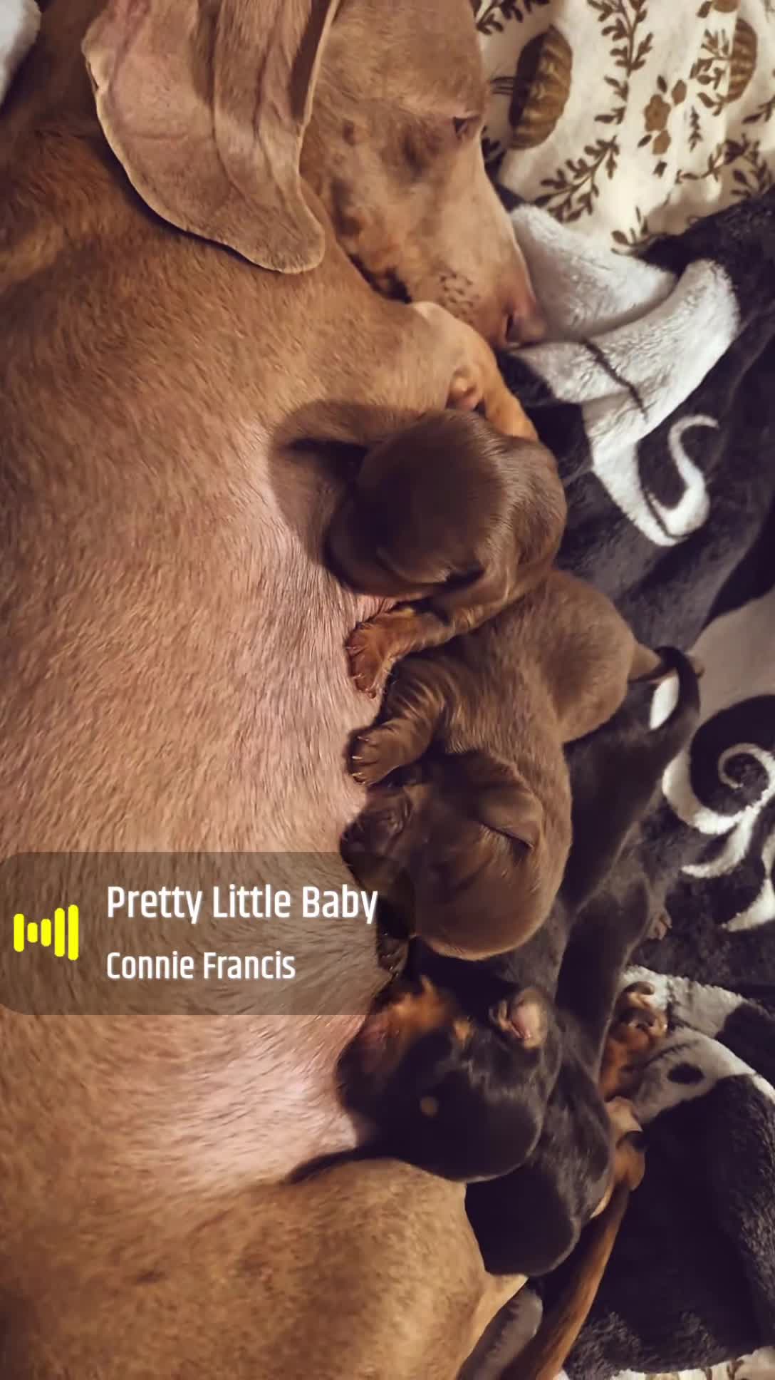 Miniature Dachshund dogs for sale: Bunny miniature dachshund  - Video 4