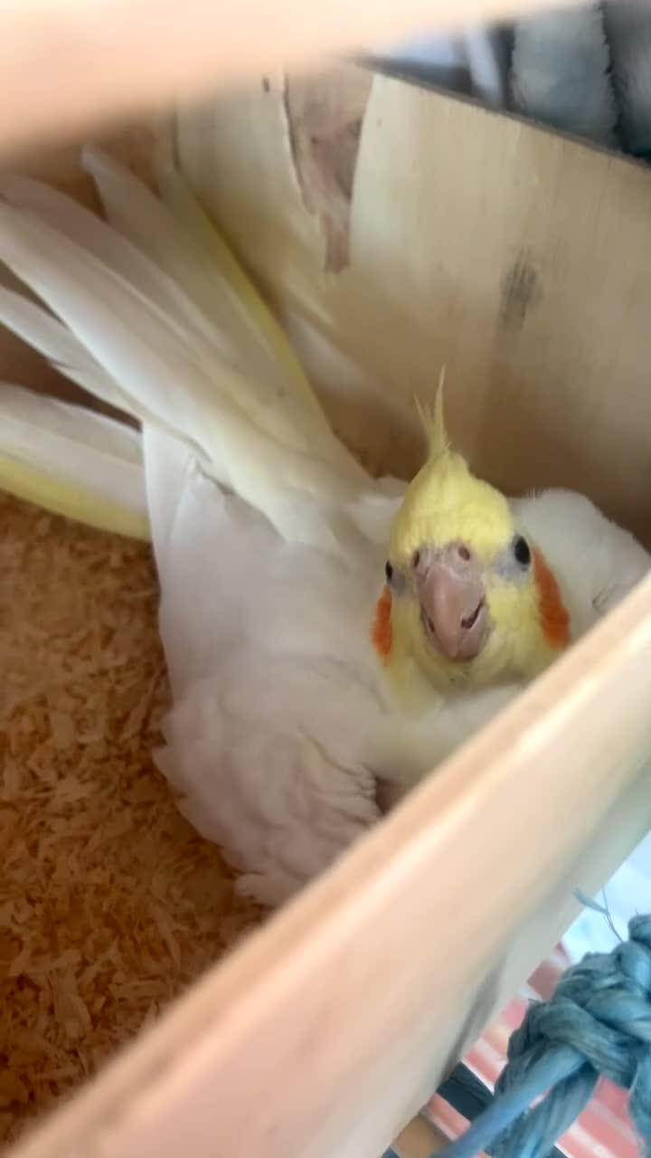 Cockatiels birds for sale: 4x mixed coloured cockatiles - Video 1