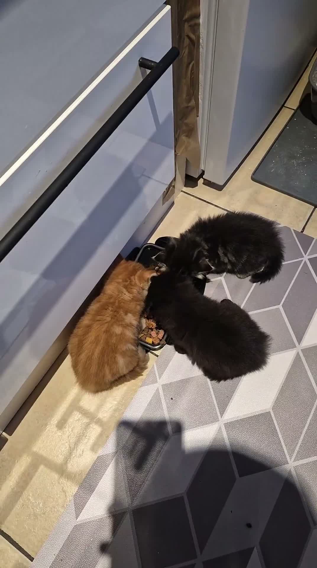 Mixed Breed cats for sale: mixed breed kittens in Ilkeston - Video 1