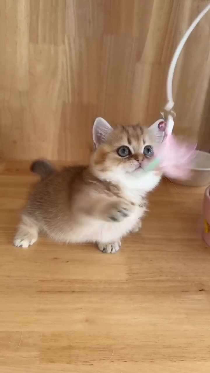 Munchkin cats for sale: Stunning Golden Shaded Munchkin Kitten - Video 2