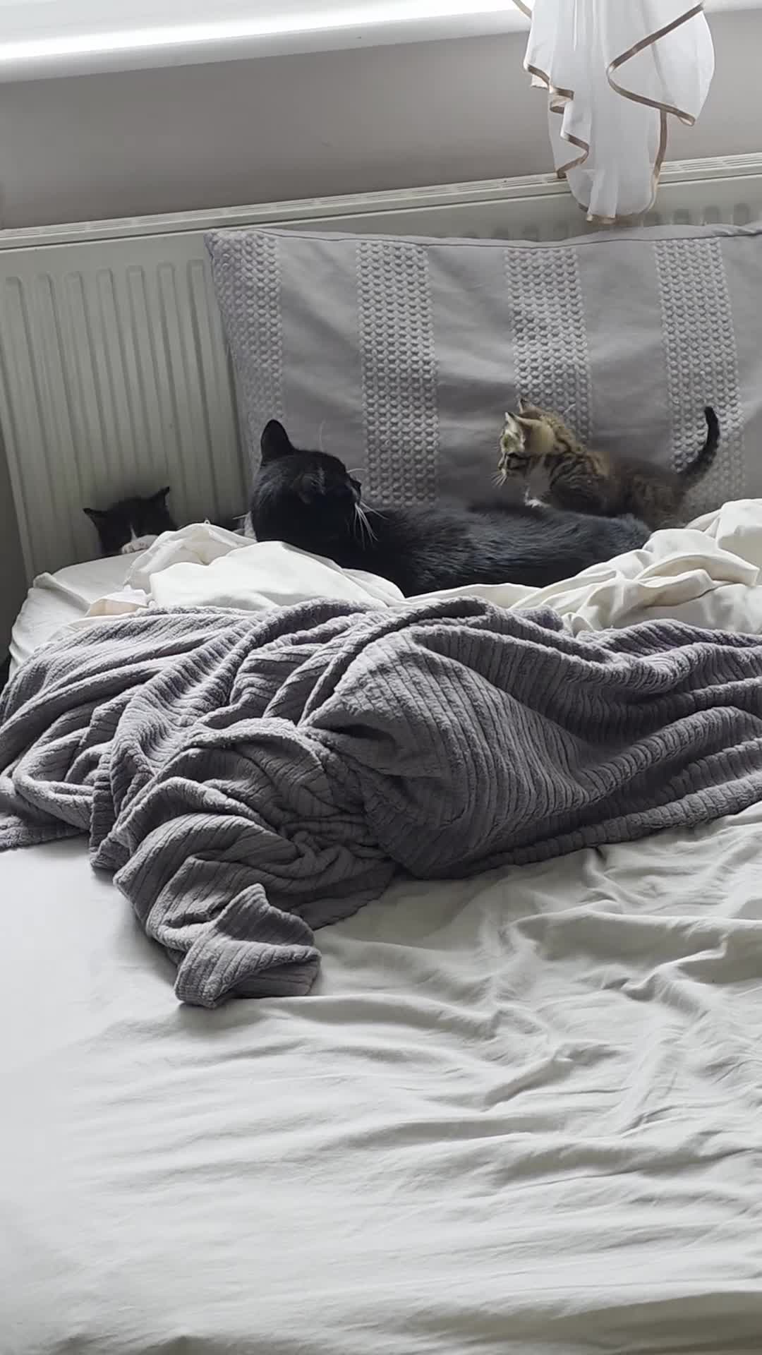 Mixed Breed cats for sale: Tabby male kitten for sale - Video 1