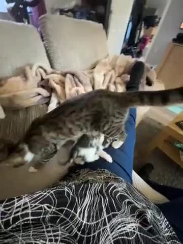 Mixed Breed cats for sale: Bengal mix breed - Video 1