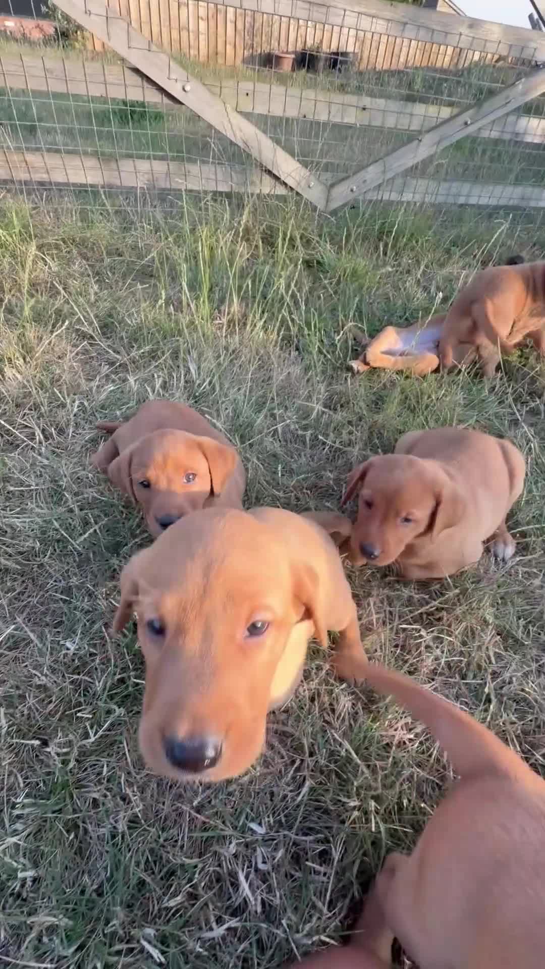 Labrador Retriever dogs for sale: FOX RED PUPPY’S - Video 1