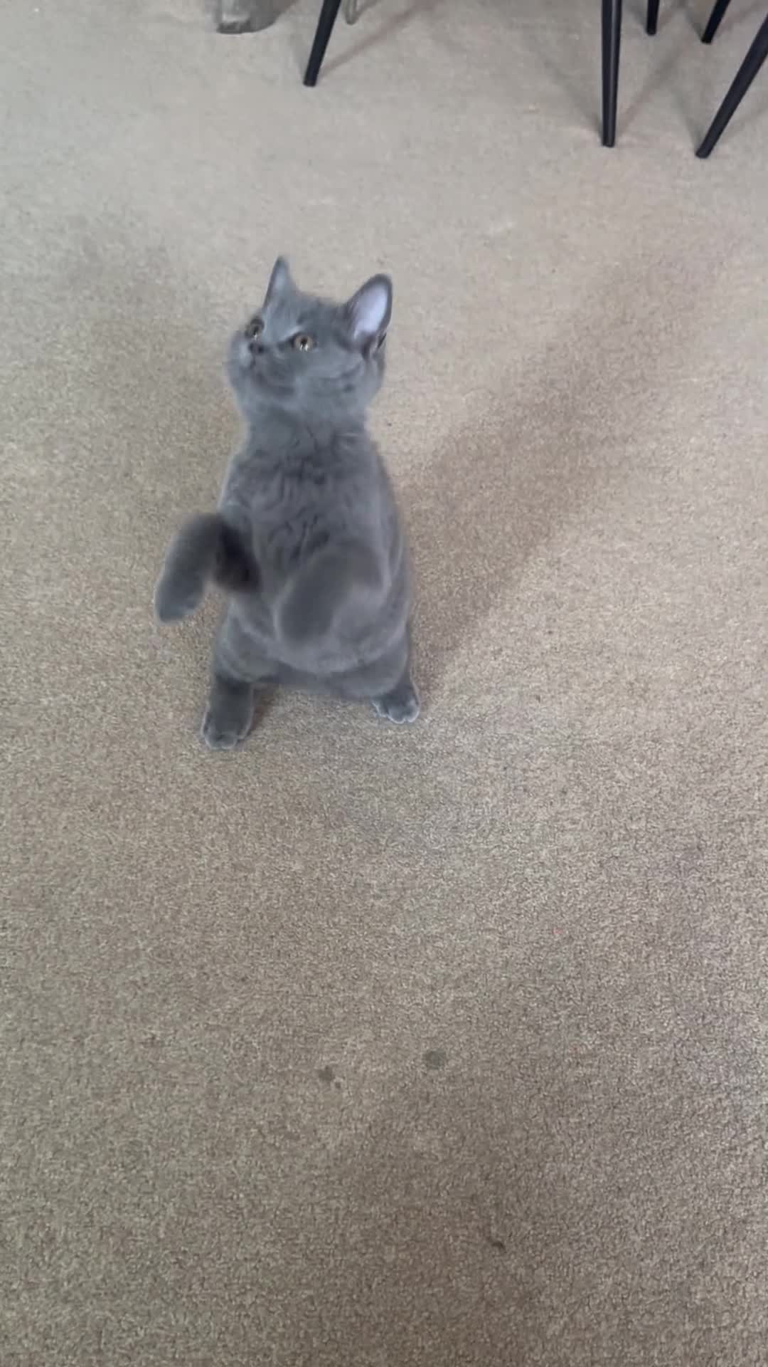 British Shorthair cats for sale: Beautiful bicolor female and male kitten  - Video 1