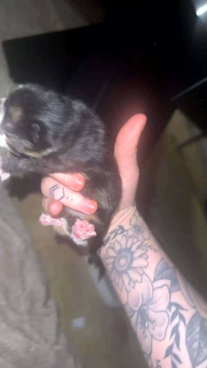 Mixed Breed cats for sale: Newborn kittens for sale  - Video 1