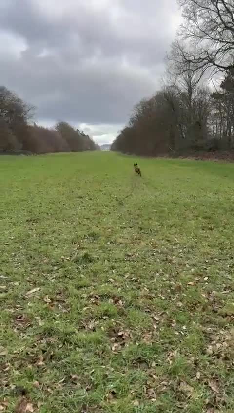 Belgian Shepherd Dog dogs for sale: Belgian Malinois x Dutch - Female 4 Yrs - Video 2