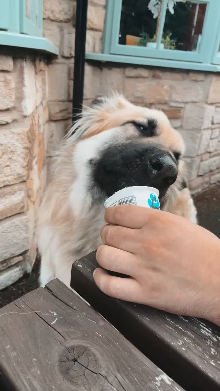 German Shepherd dogs for sale: Chase  - Video 1