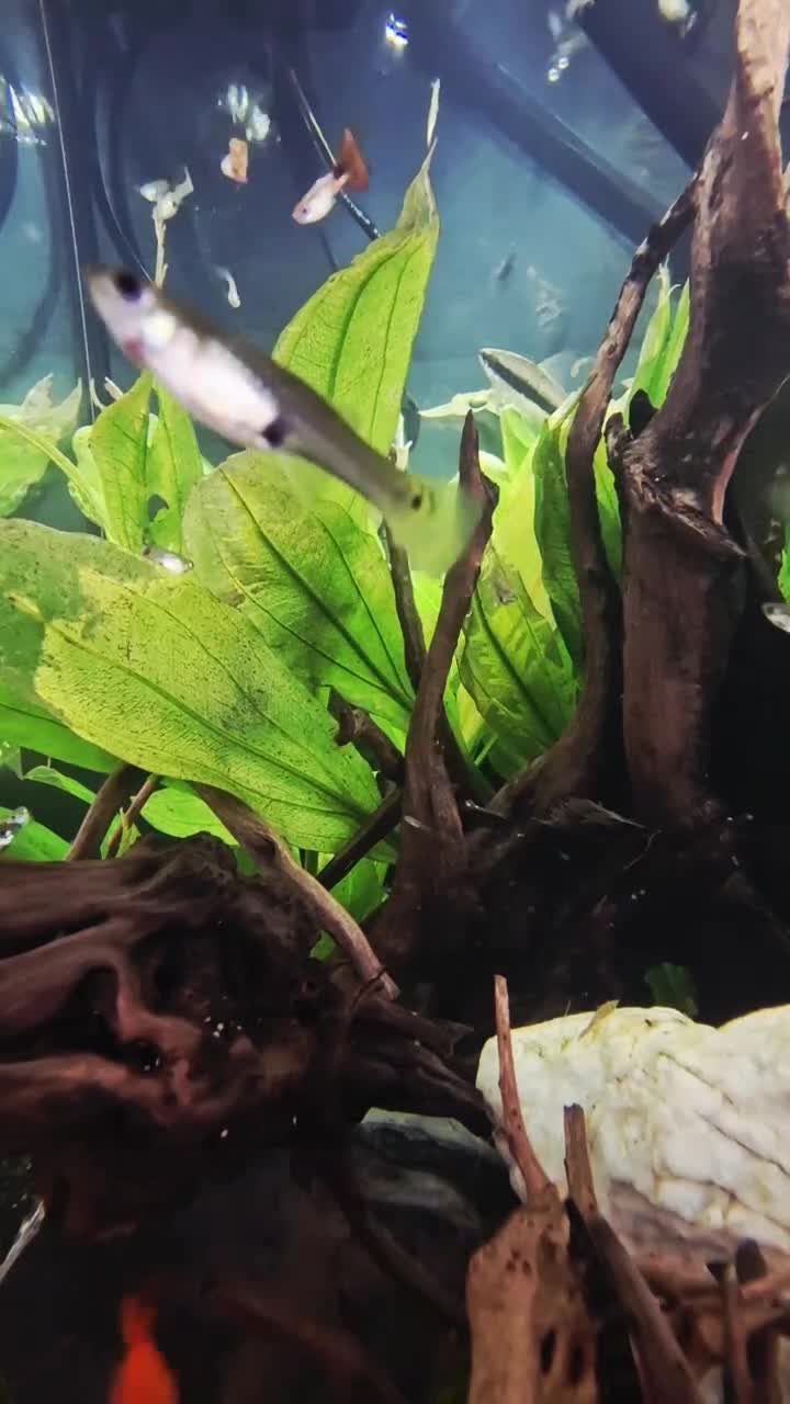 Live Bearers fish for sale: Colourful Guppies,  male and female £1 - Video 1