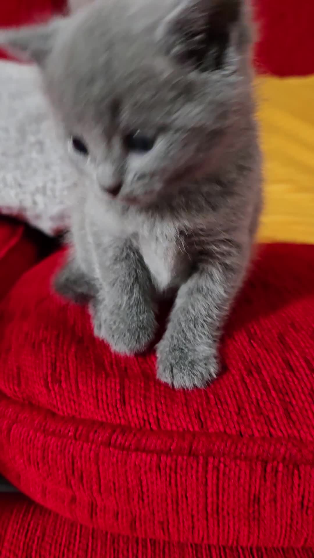 British Shorthair cats for sale: Adorable British Shorthair Kittens  - Video 2